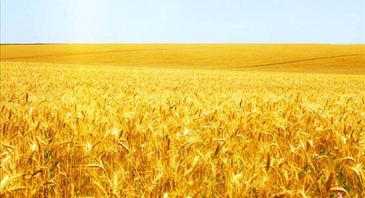 被风吹过的麦浪PPT动画PPT模板