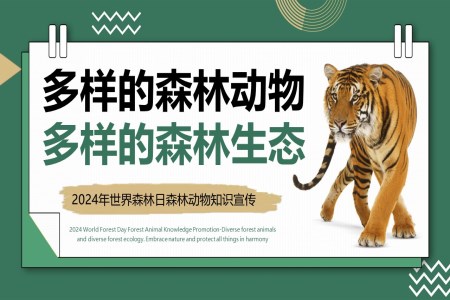 世界森林日宣传推广PPT之世界森林日ppt模板