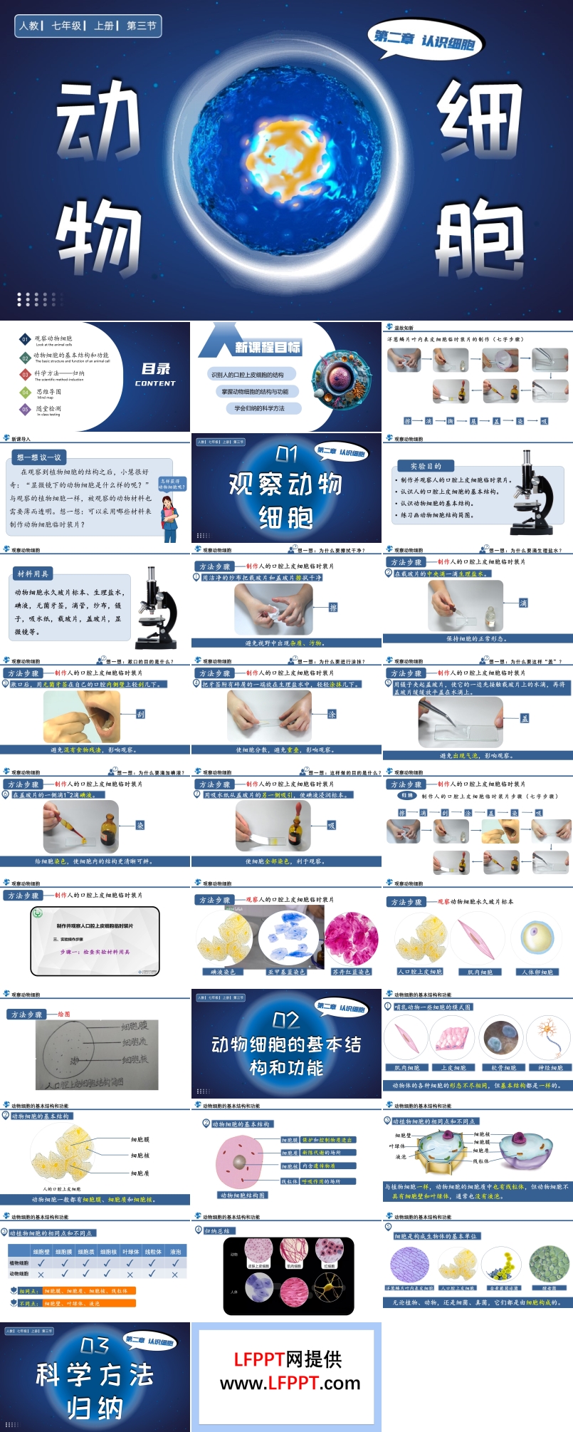 动物细胞人教七年级生物上册PPT课件含教案