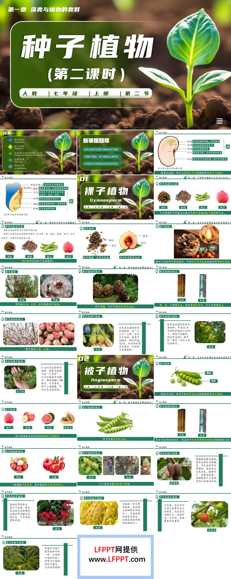 种子植物第二课时生物人教七年级生物上册PPT课件含教案
