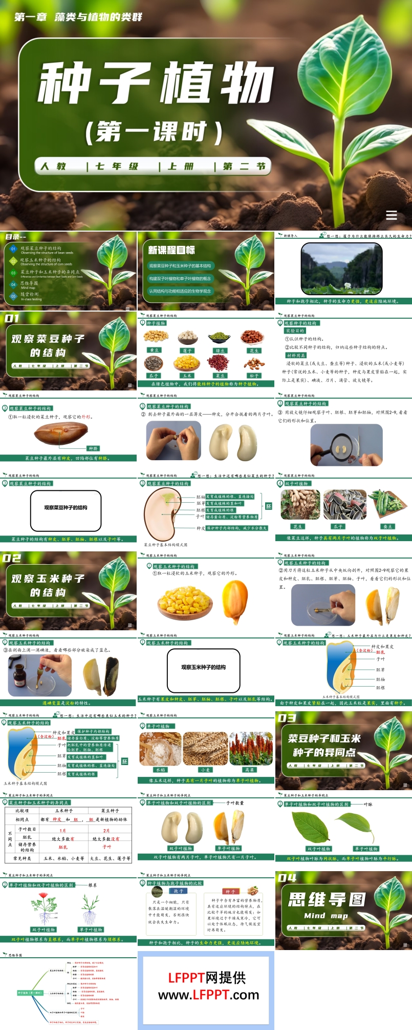 种子植物第一课时生物人教七年级生物上册PPT课件含教案
