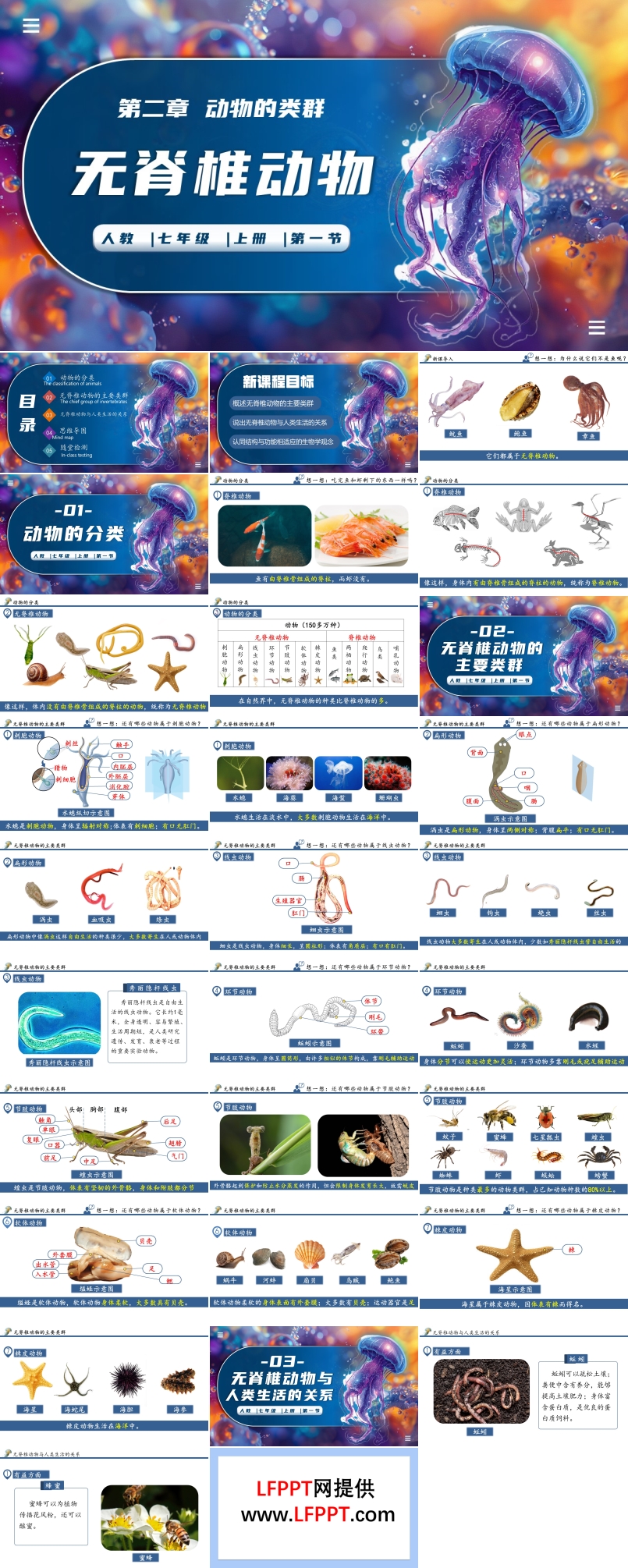 无脊椎动物生物人教七年级生物上册PPT课件含教案