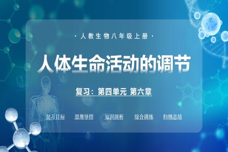 第四单元第六章 人体生命活动的调节（复习课件）八年级生物上册同步备课（人教版2024）ppt课件含知识清单