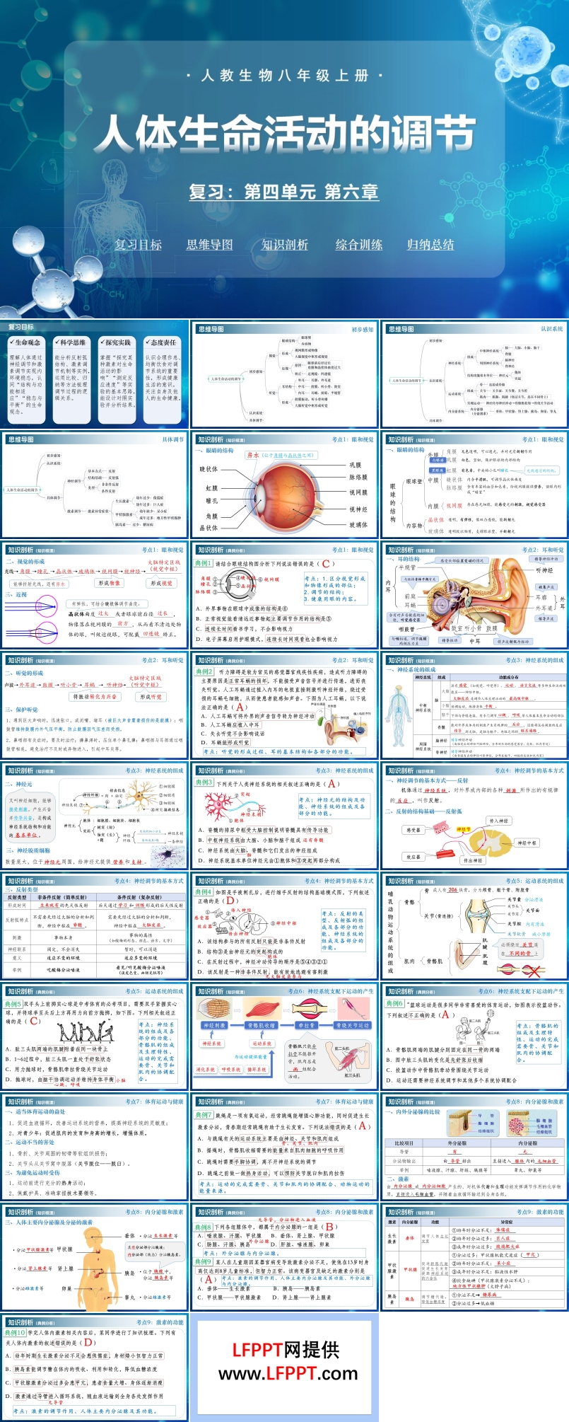 第四单元第六章 人体生命活动的调节（复习课件）八年级生物上册同步备课（人教版2024）ppt课件含知识清单