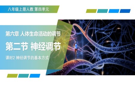 4.6.2 神经调节 第2课时（教学课件）八年级生物上册 人教 ppt课件含教案