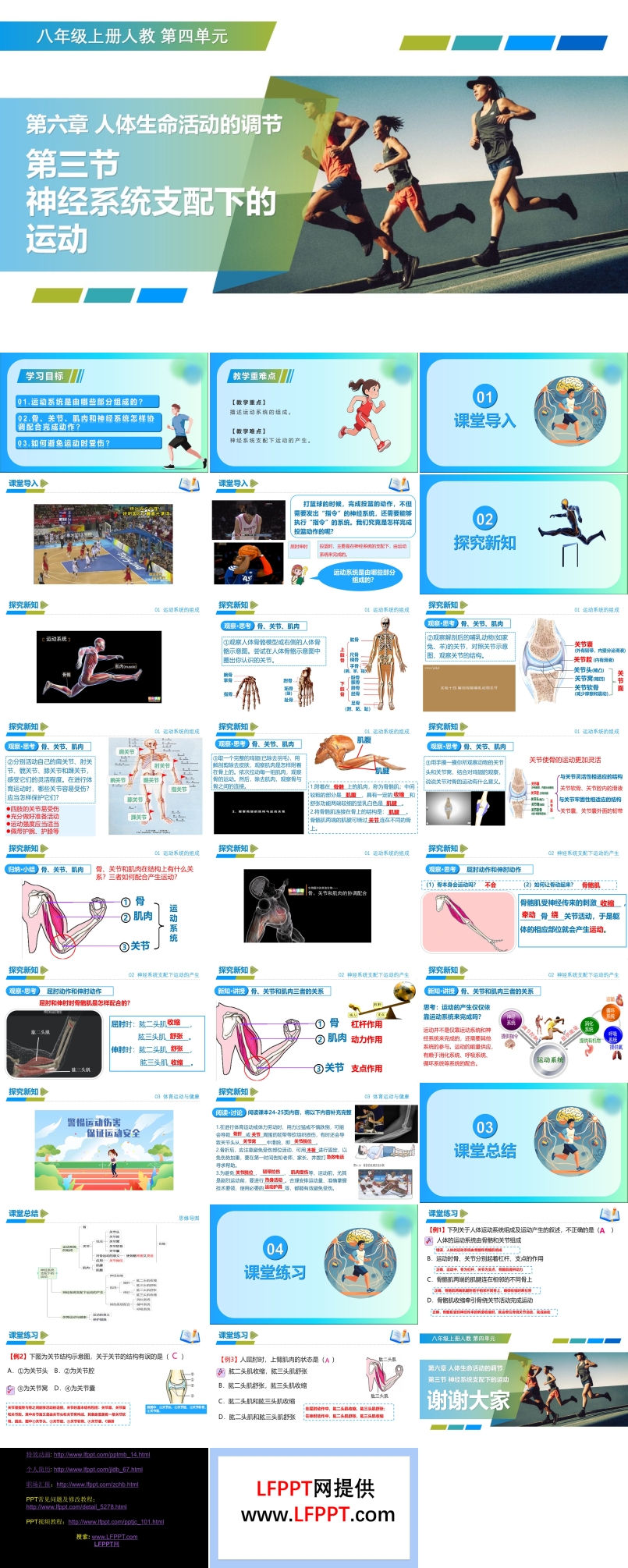 4.6.3 神经系统支配下的运动（教学课件）八年级生物上册 人教 ppt课件含教案