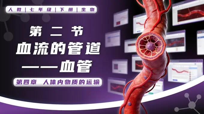 4.4.2 血流的管道——血管七年級(jí)生物下冊(cè)第四單元PPT課件（教案+導(dǎo)學(xué)案+分層作業(yè)）