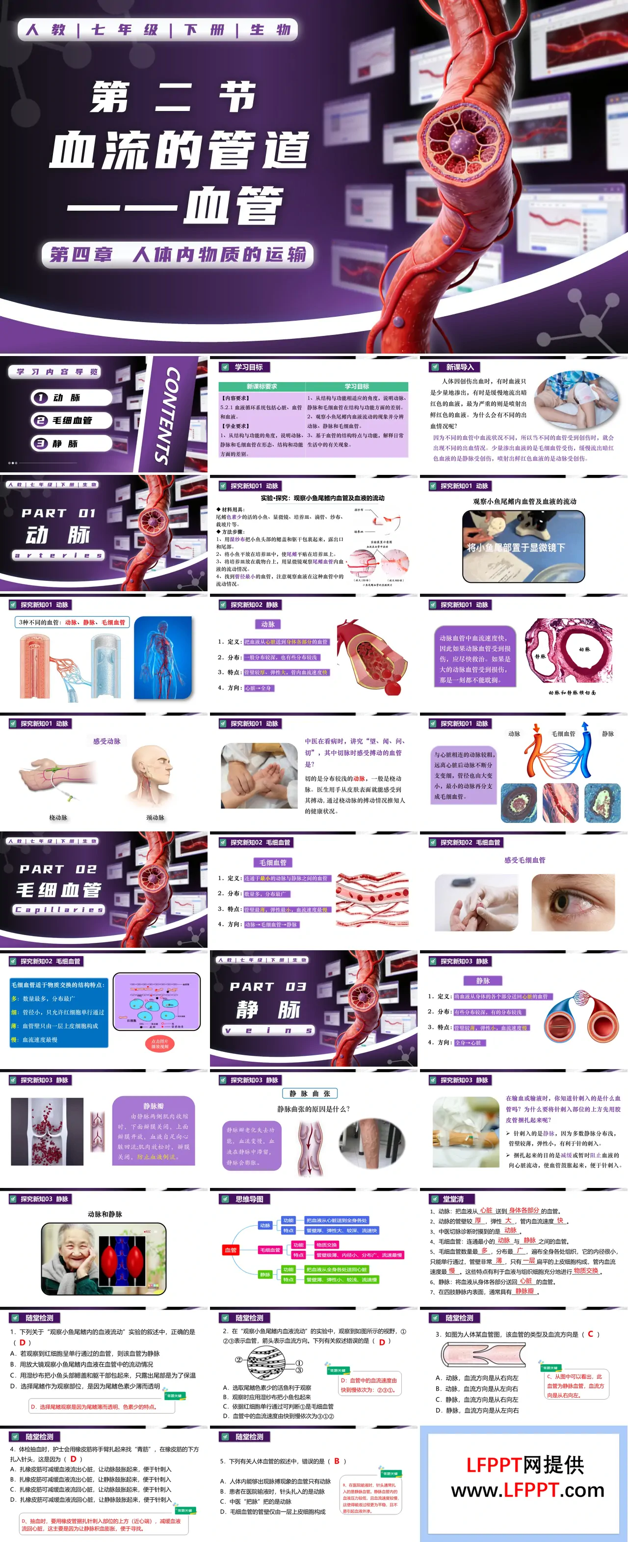 4.4.2 血流的管道——血管七年級生物下冊第四單元PPT課件（教案+導(dǎo)學案+分層作業(yè)）
