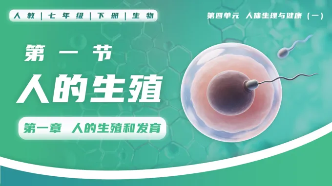 4.1.1 人的生殖七年級生物下冊第四單元PPT課件（教案+導學案+分層作業(yè)）