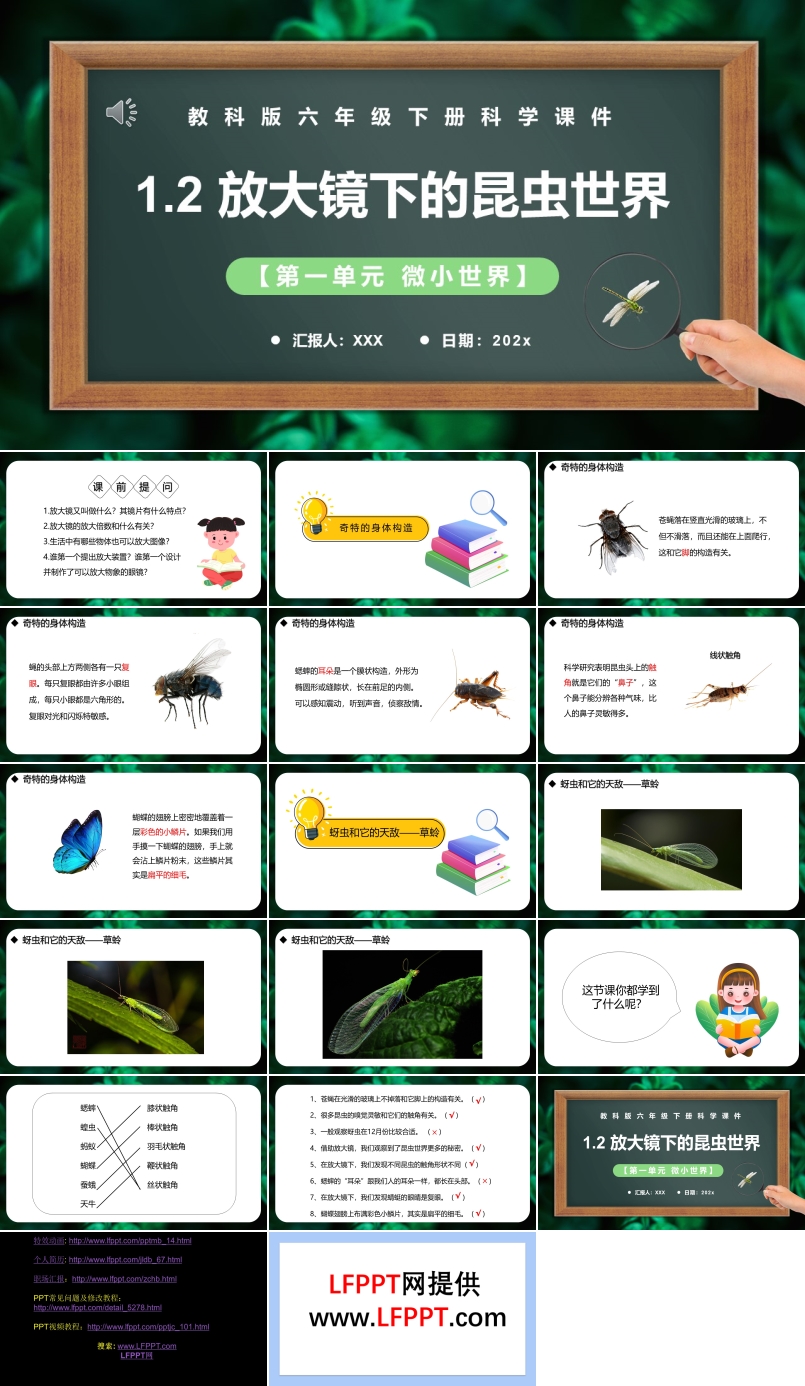 教科版六年级科学下册放大镜下的昆虫世界课件PPT模板