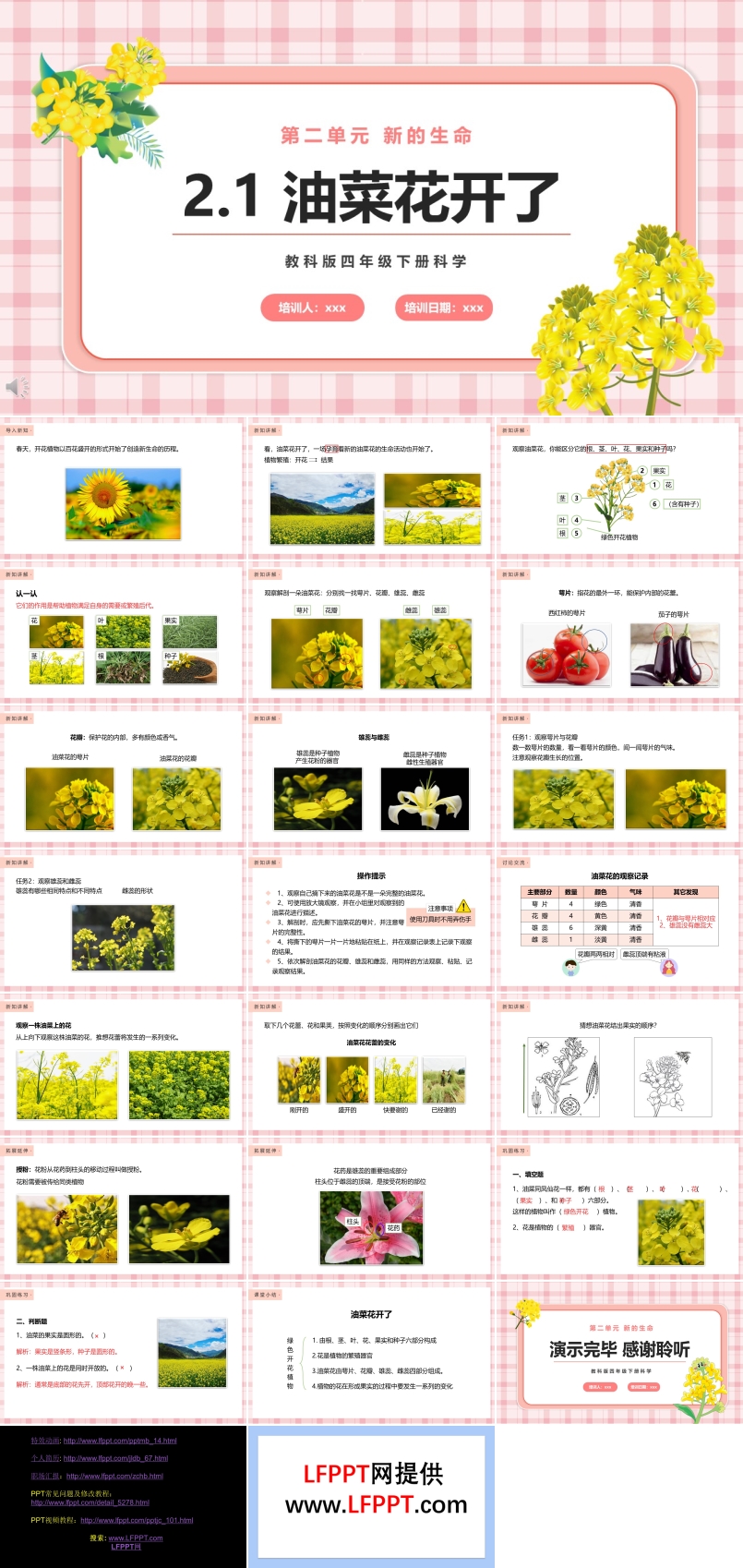 教科版四年级下册油菜花开了课件PPT模板