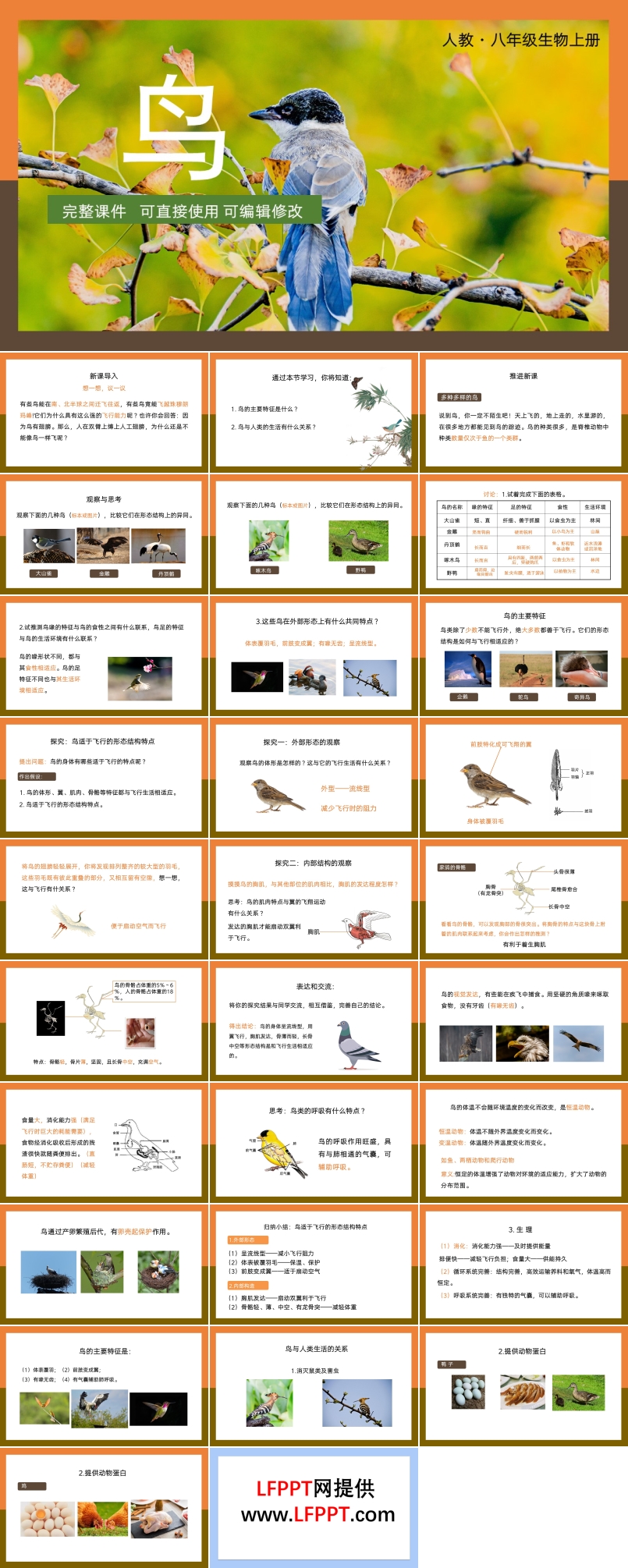 八年级上册生物圈中的其他生物鸟PPT课件