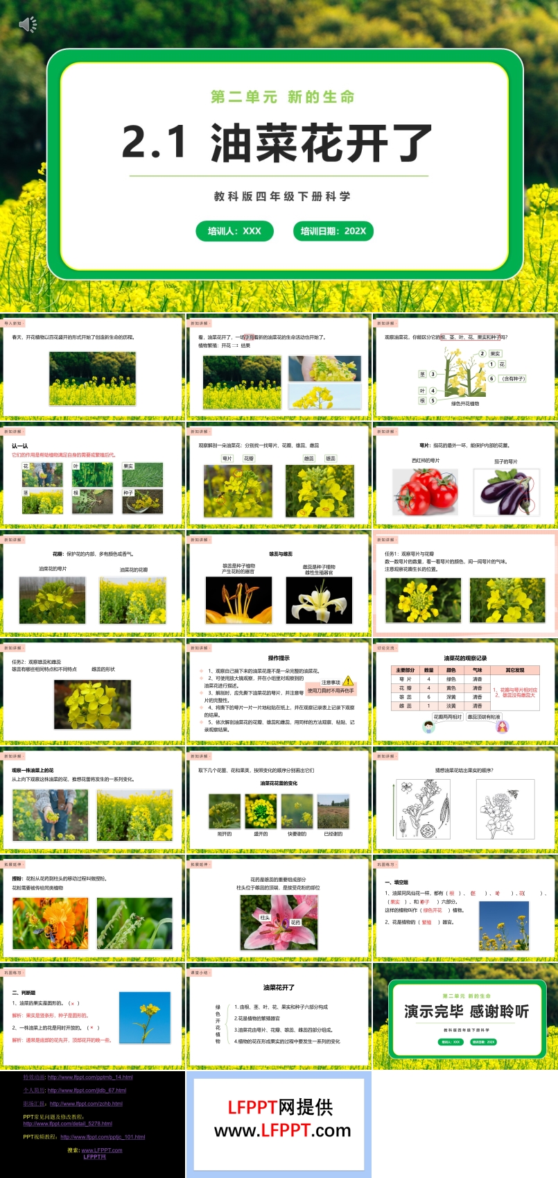 油菜花开了课件PPT模板教科版四年级下册