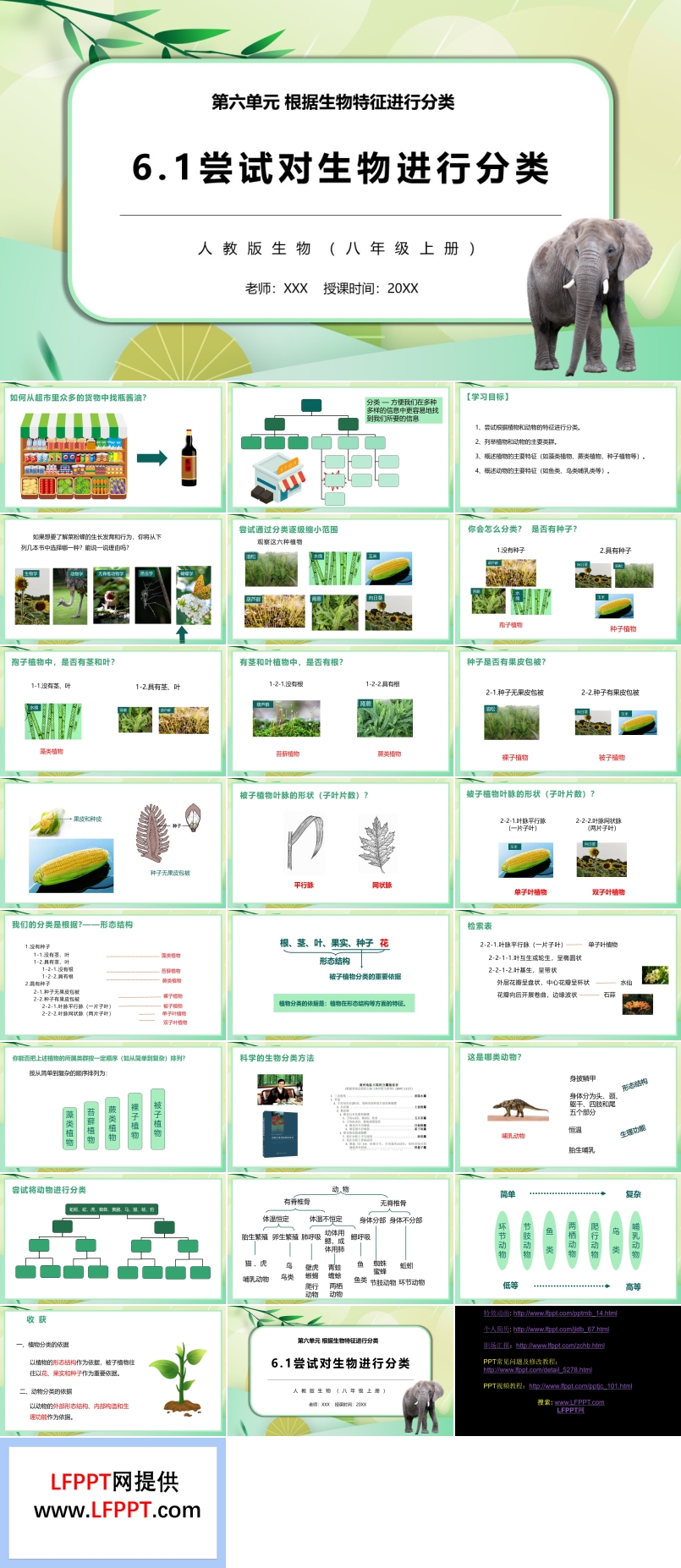 尝试对生物进行分类课件PPT模板部编版八年级生物上册