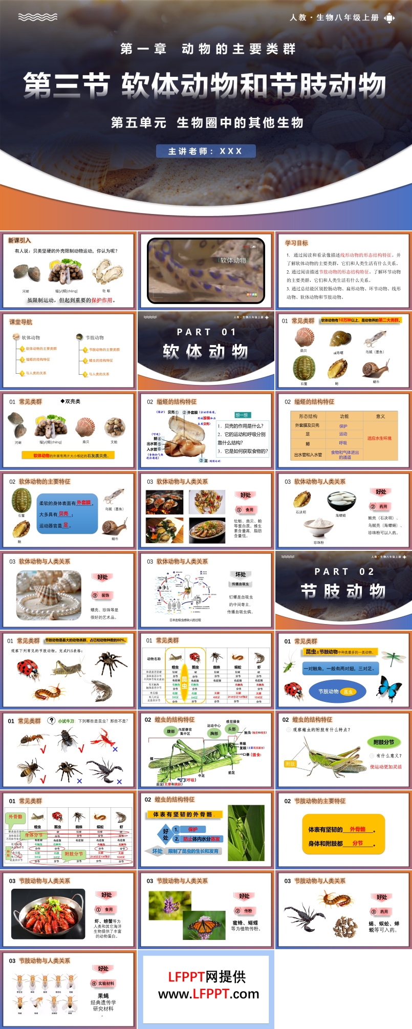 5.1.3软体动物和节肢动物人教八年级生物上册PPT课件含教案