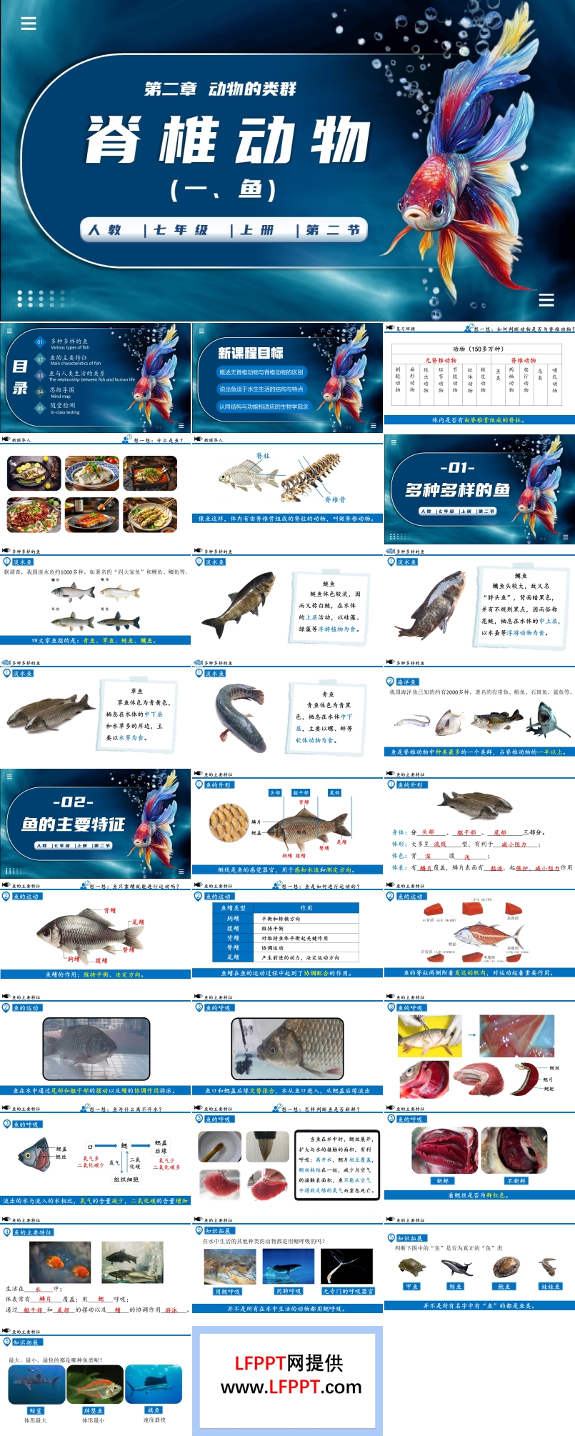 脊椎动物（一、鱼）生物人教七年级生物上册PPT课件含教案