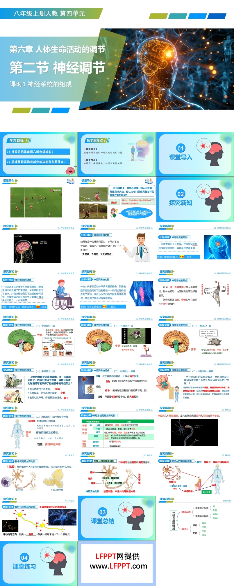 4.6.2 神经调节 第1课时（教学课件）八年级生物上册 人教 ppt课件含教案