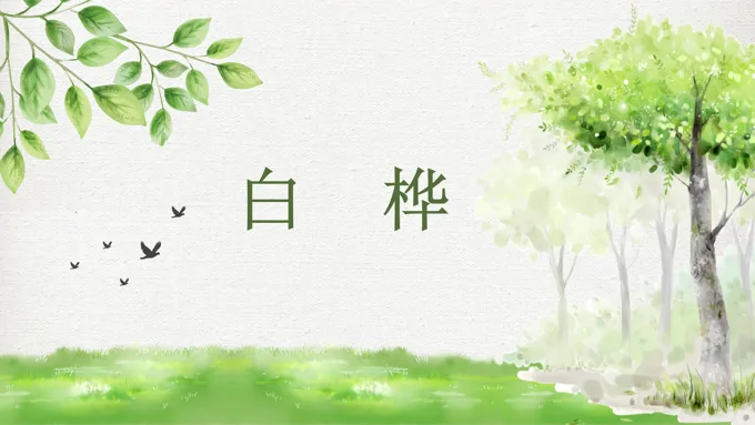 白桦PPT课件免费下载