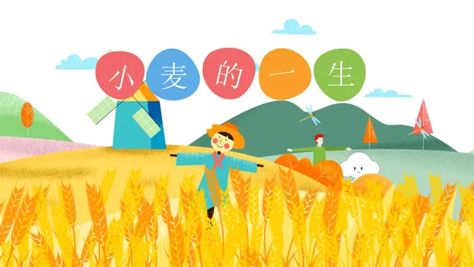 幼儿园教学课件科学教育《小麦的一生》PPT课件