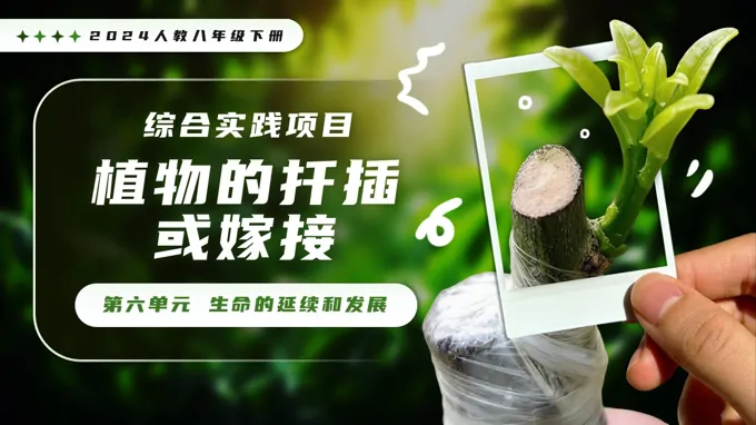 综合实践项目 植物的扦插或嫁接新教材人教八年级生物下册第1章PPT课件（含教案）
