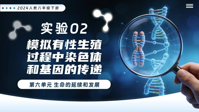 实验02 模拟有性生殖过程中染色体和基因的传递新教材人教八年级生物下册第2章PPT课件（含讲义+实验报告单）