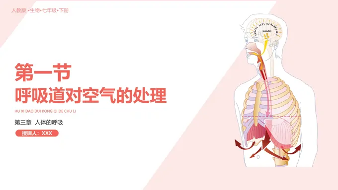 呼吸道对空气的处理PPT课件