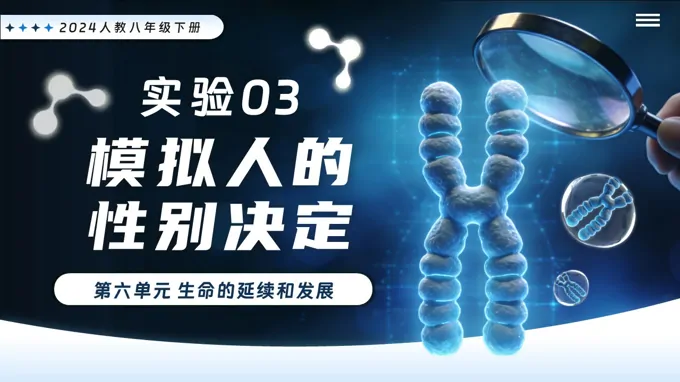 实验03 模拟人的性别决定新教材人教八年级生物下册第2章PPT课件（含讲义+实验报告单）