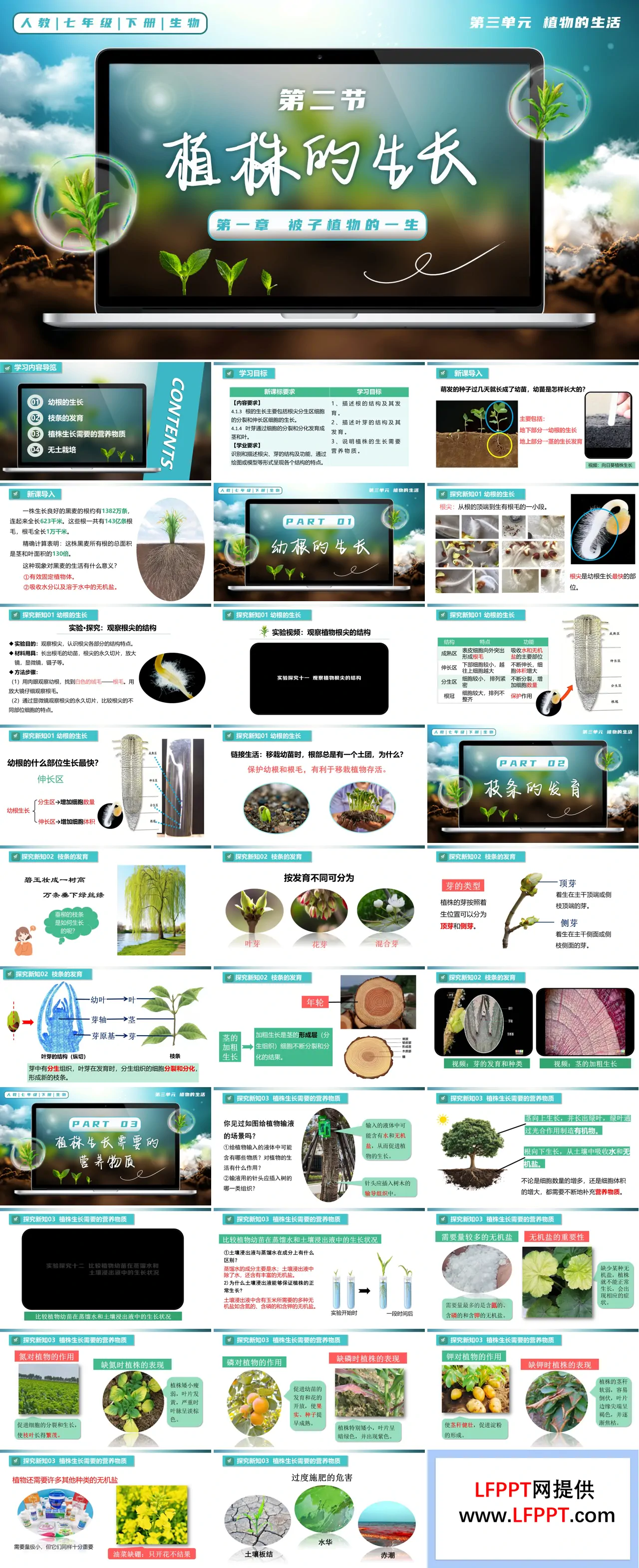 3.1.2 植株的生长七年级生物下册第三单元PPT课件（教案+导学案+分层作业）