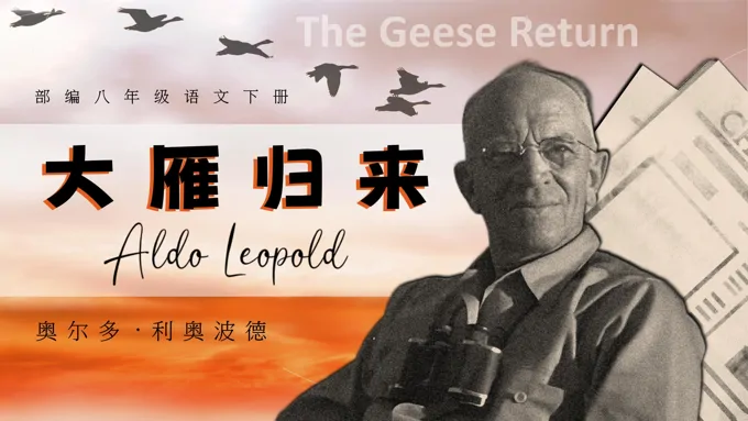 《大雁归来》部编八年级语文下册PPT课件含教案